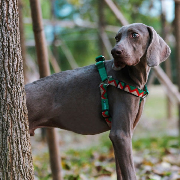 Rainbow Series - Y Shape Dog Harness
