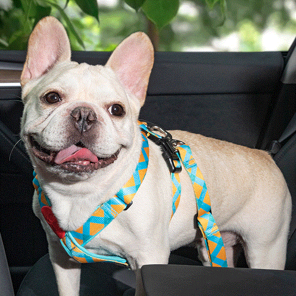 Colorful Series - Pet Seat Belt