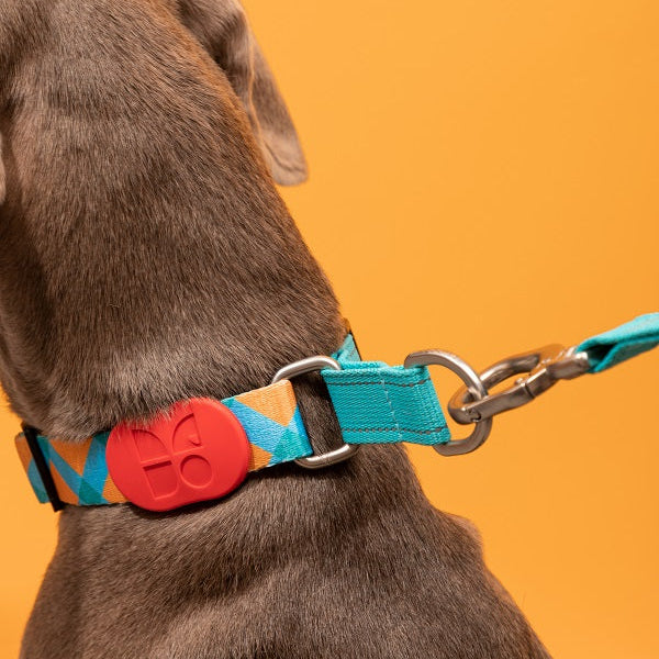 Colorful Series - Reflective Dog Collar