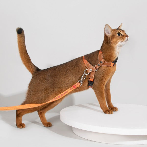 Bobo Series - Reflective Leather Cat Harness & Leash
