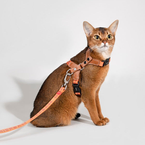 Bobo Series - Reflective Leather Cat Harness & Leash