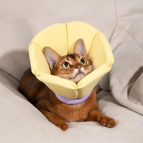 Sponge Taper Elizabethan Pet Recovery Collar
