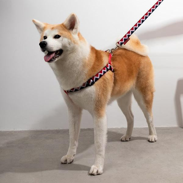 Rainbow Series - Y Shape Dog Harness