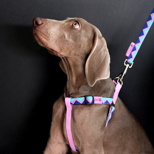 Rainbow Series - Y Shape Dog Harness