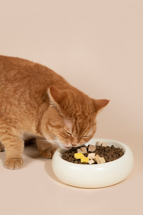 Donut Ceramic Pet Bowl  (Single layer / Double layer)