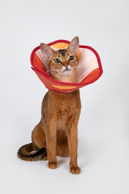 Taper Adjustable Elizabethan Pet Recovery Collar