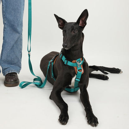 BoBo Series - I Shape Dog Leather Harness