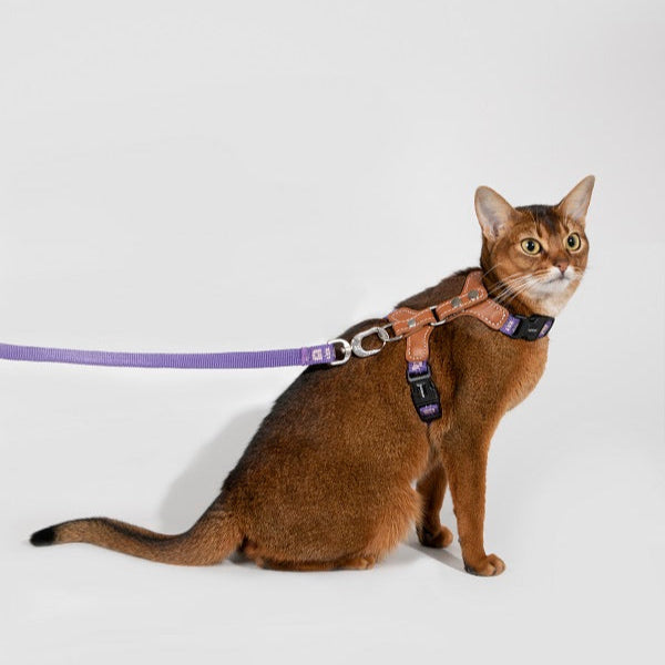 Bobo Series -  Reflective Leather Cat Harness & Leash