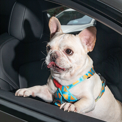 Colorful Series - Pet Seat Belt