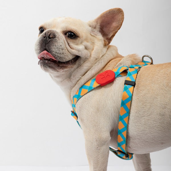 Colorful Series - Y Shape Dog Harness