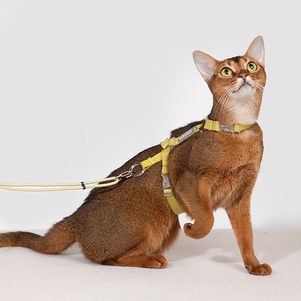 Bobo Series · Free Exploration Cat Chest Harness & Leash