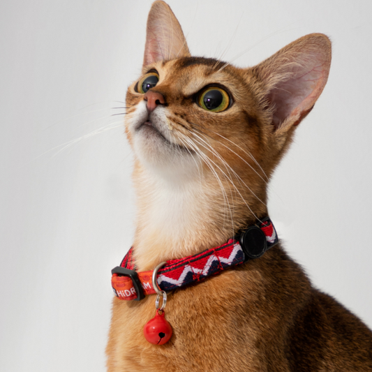 Rainbow Series - Cat Collar