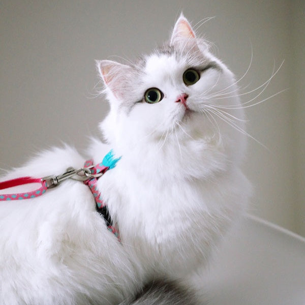 Colorful Series - I Shape Cat Harness & Leash