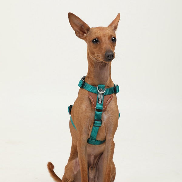 BoBo Series - I Shape Dog Leather Harness