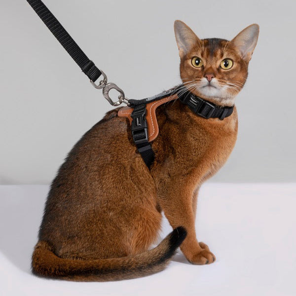 BoBo Series - Cat Leather Harness & Leash