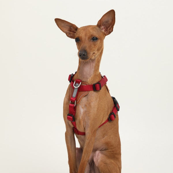 BoBo Series - I Shape Dog Leather Harness