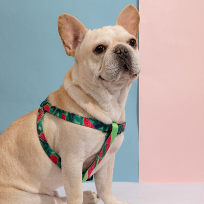 Colorful Series - Y Shape Dog Harness