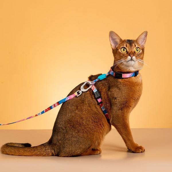 Colorful Series - I Shape Cat Harness & Leash