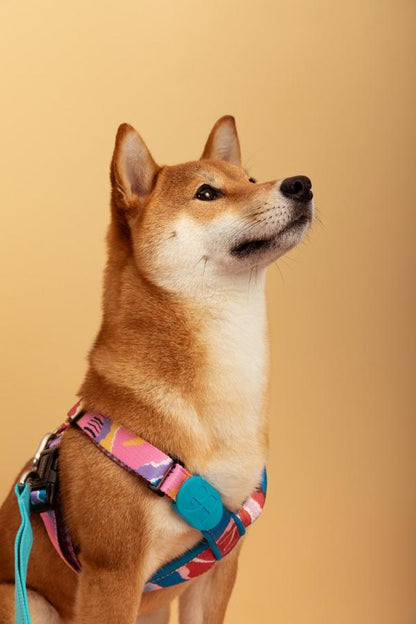 Colorful Series - X Shape Dog Harness