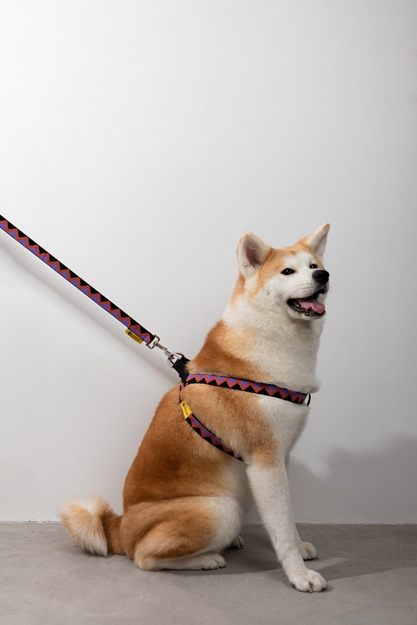 Rainbow Series - Dog Leash