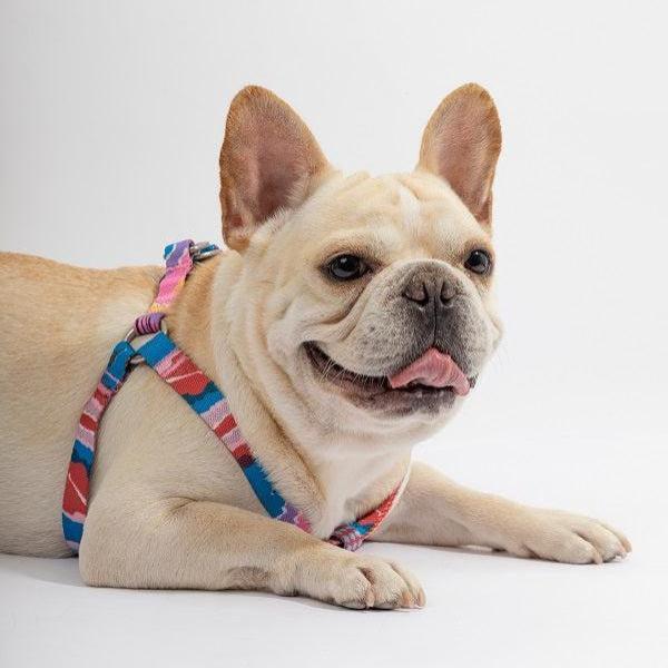 Colorful Series - Y Shape Dog Harness