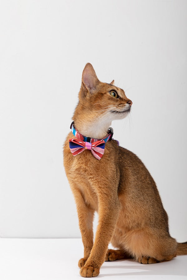 Colorful Series - Cat Collar