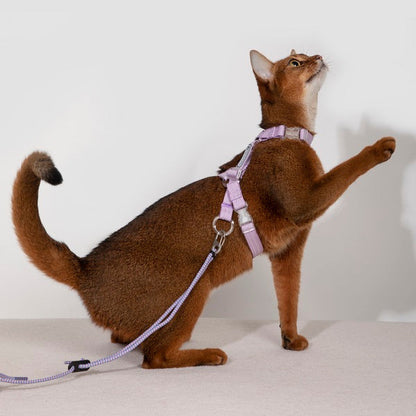 Bobo Series · Free Exploration Cat Chest Harness & Leash