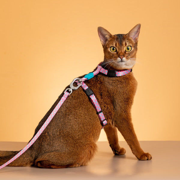 Colorful Series - I Shape Cat Harness & Leash