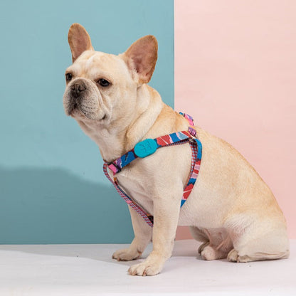 Colorful Series - Y Shape Dog Harness