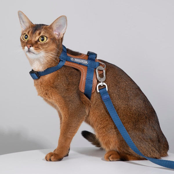 BoBo Series - Cat Leather Harness & Leash