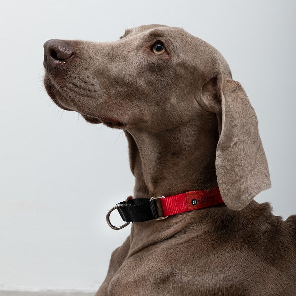 Rainbow Series - Contrast Color Dog Collar