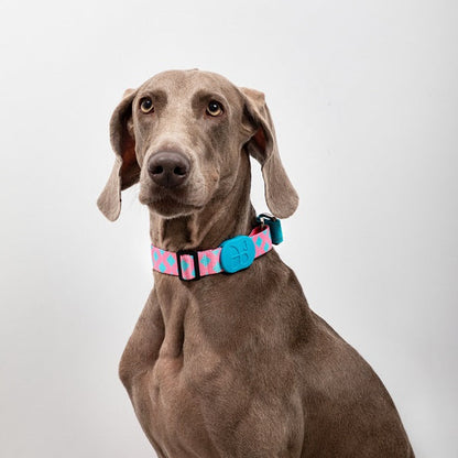 Colorful Series - Reflective Dog Collar