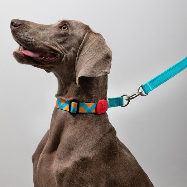 Colorful Series - Reflective Dog Collar