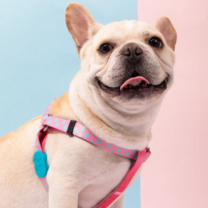 Colorful Series - Y Shape Dog Harness