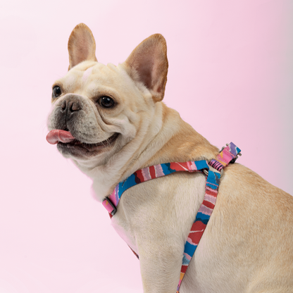 Colorful Series - Y Shape Dog Harness