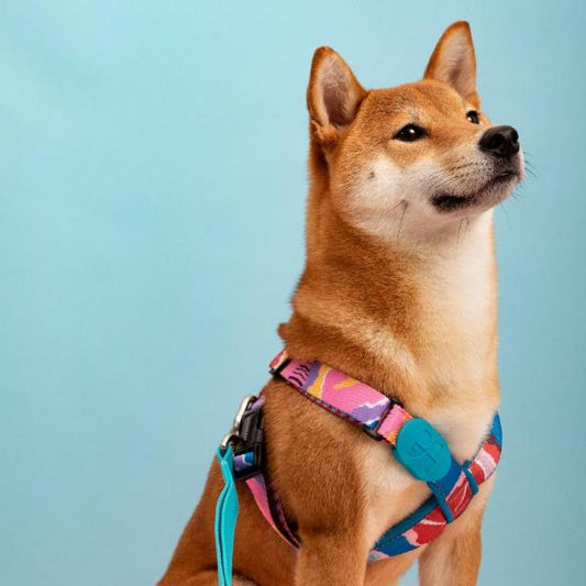 Colorful Series - X Shape Dog Harness